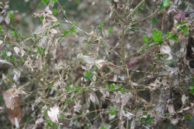 Cydalima perspektifi tırtılın saldırısına uğramış. Cydalima perspektifi Boxus yeşil yapraklarını yiyor