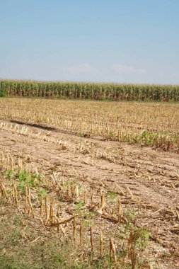 Sonbahar mevsiminde kısmen toplanmış mısır koçanı mavi gökyüzüne karşı