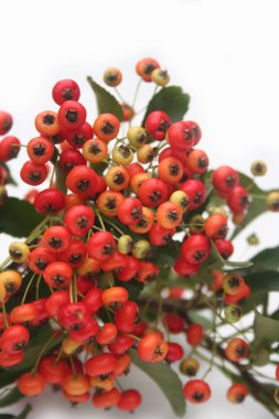 Beyaz arka planda kırmızı böğürtlenli Pyracantha şubesi. Sonbaharda beyaz üzerine ateş dikenli dal