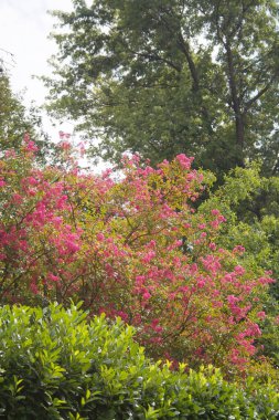 Lagerstroemia indica ağacı aynı zamanda bahçede çiçek açmış Crape Myrtle olarak da bilinir. Lagerstroemia pembe çiçekleri