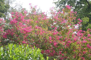 Lagerstroemia indica ağacı aynı zamanda bahçede çiçek açmış Crape Myrtle olarak da bilinir. Lagerstroemia pembe çiçekleri