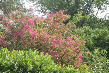 Lagerstroemia indica ağacı aynı zamanda bahçede çiçek açmış Crape Myrtle olarak da bilinir. Lagerstroemia pembe çiçekleri