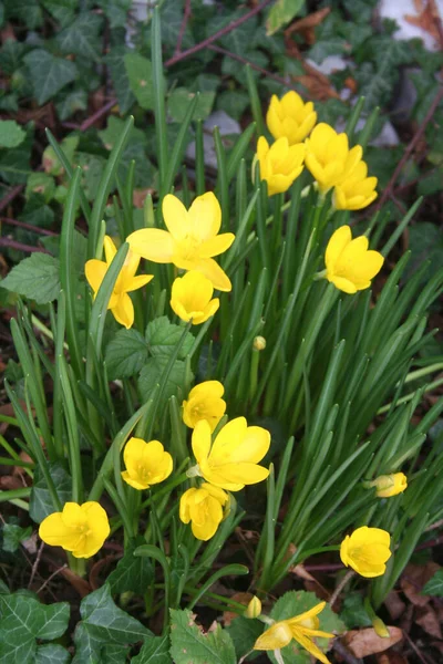 Yellow Crocuses Bloom Garden Autumn — Stock Photo, Image