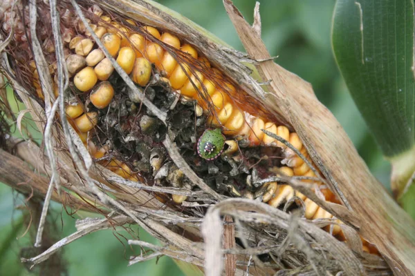 ブラウン マーモレートシールドの虫が畑でトウモロコシの穂軸を食べています 夏にトウモロコシ栽培でハリフォルマハリス昆虫 — ストック写真