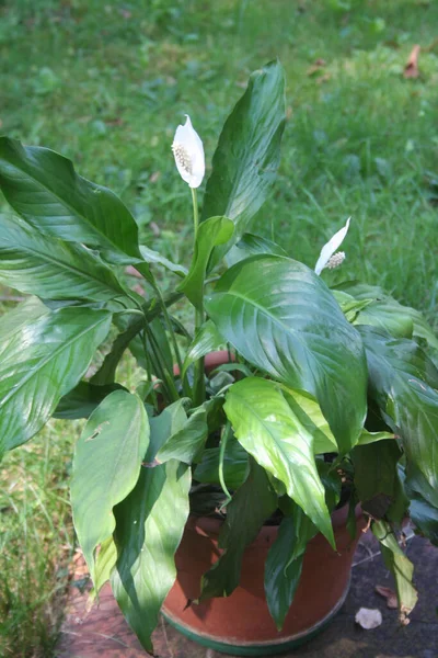 Spathiphyllum Рослини Цвіті Білими Квітами Саду Також Називають Запахом Або — стокове фото