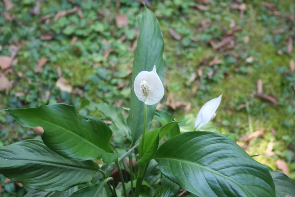 Spathiphyllum Pianta Fiore Con Fiori Bianchi Giardino Chiamato Anche Spath — Foto Stock