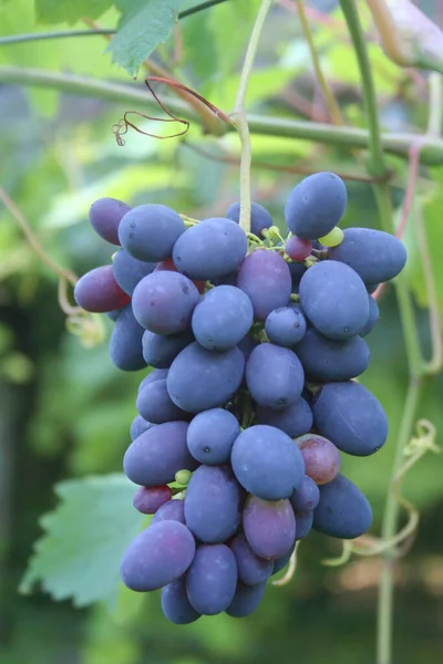 Uvas Pretas Doces Prontas Para Colheita Vinha Vinha Italiana Verão — Fotografia de Stock