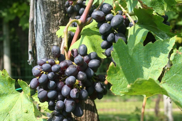 Uvas Pretas Doces Prontas Para Colheita Vinha Vinha Italiana Verão — Fotografia de Stock