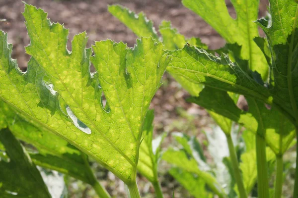 Feuilles Vertes Lumineuses Courgettes Poussant Dans Potager Cucurbita Pepo — Photo