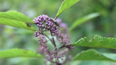 Callicarpa bodinieri şubesi, seçici odak noktasında birçok mor çiçek var. Çalı üzerinde Mor Çilek Çiçeği