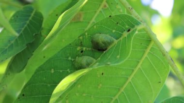 Ceviz yaprakları üzerinde safra kesesi yakın plan. Ceviz yaprakları yazın hastalık yapar.