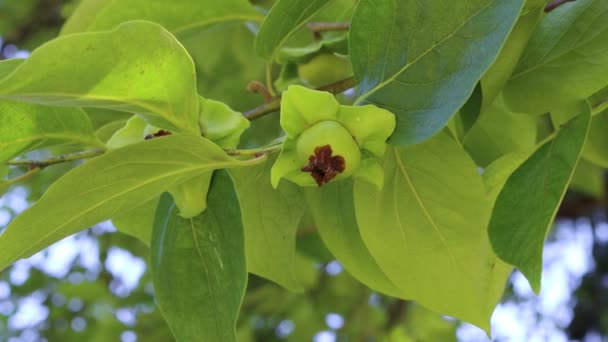 Fruit Vert Non Mûr Kaki Persimmon Sur Branche Détail Arbre — Video