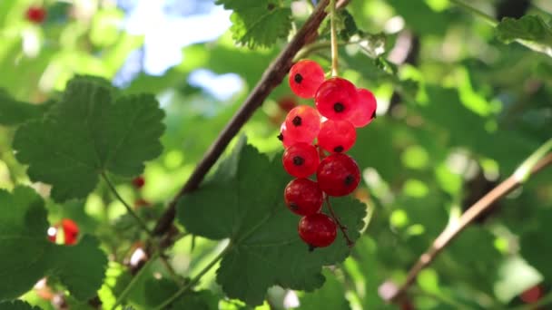 Arbuste Groseille Rouge Avec Des Baies Rouges Mûres Sur Branche — Video