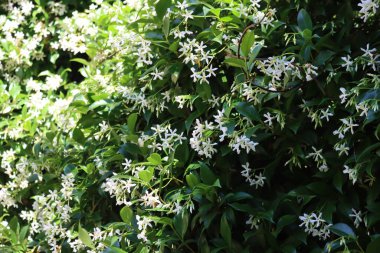 Beyaz dağcı yıldız Jasmin Bush ilkbaharda çiçek açtı. Trachelospermum Jasminoides bahçeye bitki