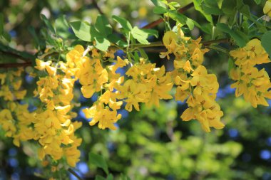 Dalında sarı çiçekler olan altın duş ağacı. İlkbaharda açan Cassia fistülü aynı zamanda cassia, hint laburnum veya puding piposu ağacı olarak da adlandırılır.