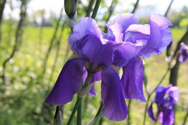 Güneşli bir günde bahçede açan mor bir göz. İlkbaharda Iris çiçeği