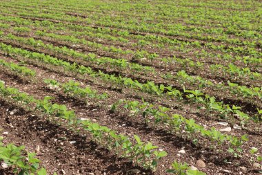 Yazın tarlada art arda yetişen yeşil soya bitkileri. Soya fasulyesi tarlası