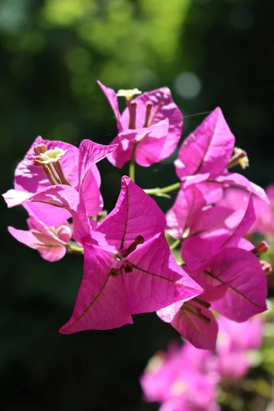 阳光灿烂的日子里 粉红邦甘维尔花在枝头上的特写 — 图库照片