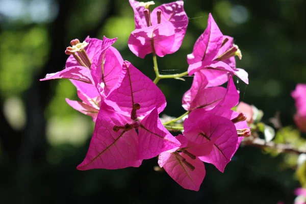 Close Pink Bounganville Flowers Branch Sunny Day — Stock Photo, Image