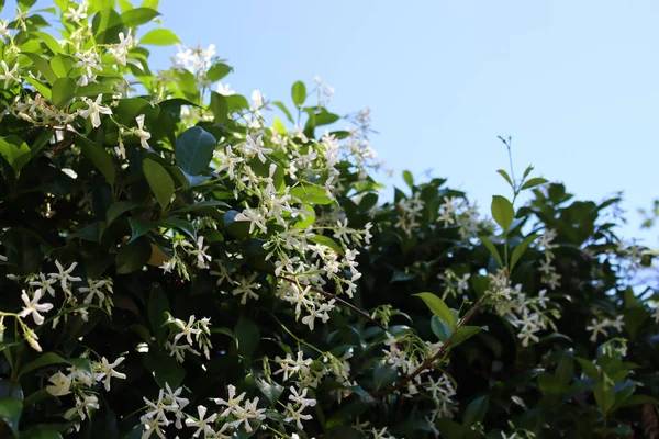 白色的登山者星茉莉花丛盛开 园中的沙门氏菌属植物 — 图库照片