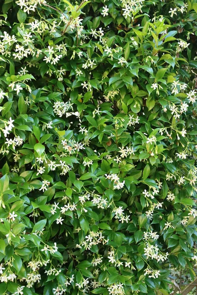 Fehér Hegymászó Csillag Jasmin Bokor Virágzik Tavasszal Trachelospermum Jasminoides Növény — Stock Fotó