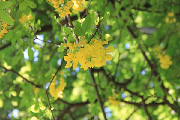 Goldener Duschbaum Mit Gelben Blüten Auf Ästen Cassia Fistel Blüht — Stockfoto