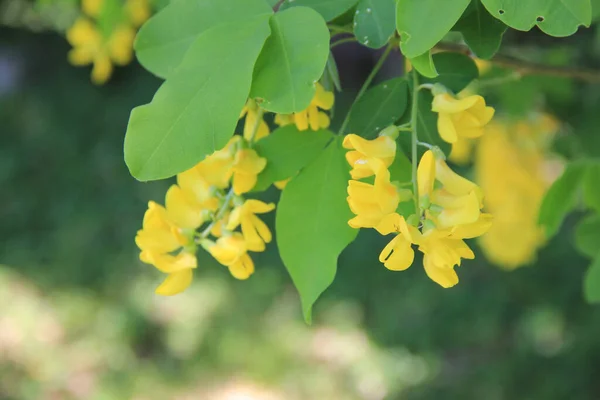 Goldener Duschbaum Mit Gelben Blüten Auf Ästen Cassia Fistel Blüht — Stockfoto