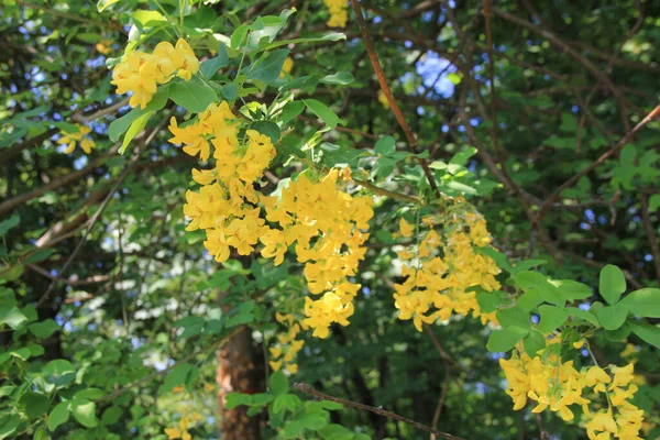 Golden Shower Tree Yellow Flowers Branch Cassia Fistula Bloom Springtime — Stock Photo, Image