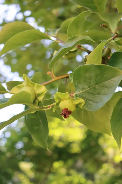 Yazın Dalında Yeşil Olgunlaşmamış Kaki Veya Persimmon Meyvesi Diospyros Kaki — Stok fotoğraf