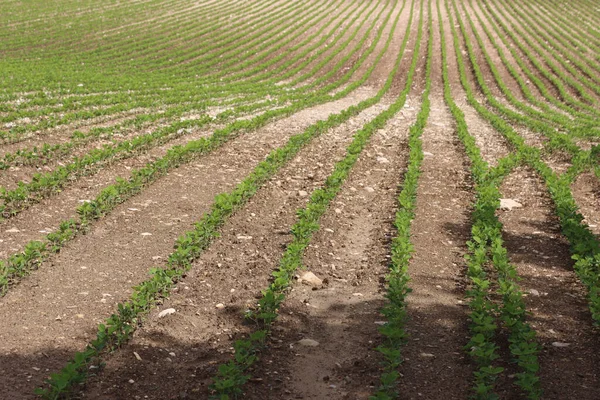 Grüne Sojabohnenpflanzen Wachsen Sommer Einer Reihe Auf Dem Feld Anbaugebiet — Stockfoto