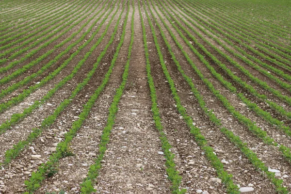 Grüne Sojabohnenpflanzen Wachsen Sommer Einer Reihe Auf Dem Feld Anbaugebiet — Stockfoto