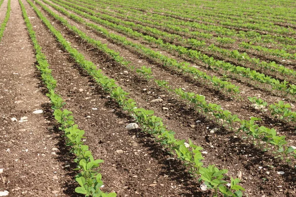 Grüne Sojabohnenpflanzen Wachsen Sommer Einer Reihe Auf Dem Feld Anbaugebiet — Stockfoto