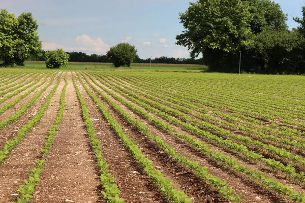 Green Soybean Plants Growing Row Field Summer Soya Bean Agricultural Stock Picture