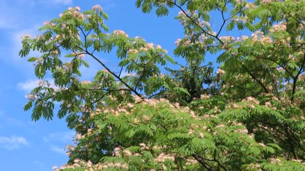 青空に対するペルシャシルクの木やピンクのシルクの木の花 庭の花でAlbizia Julibrissin — ストック動画
