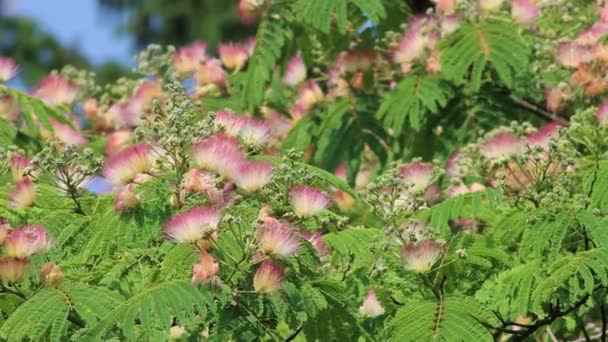 Fleurs Soie Persane Soie Rose Contre Ciel Bleu Albizia Julibrissin — Video