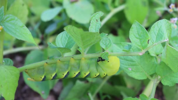 Chenille Faucon Mort Greater Death Sur Une Plante Pomme Terre — Video