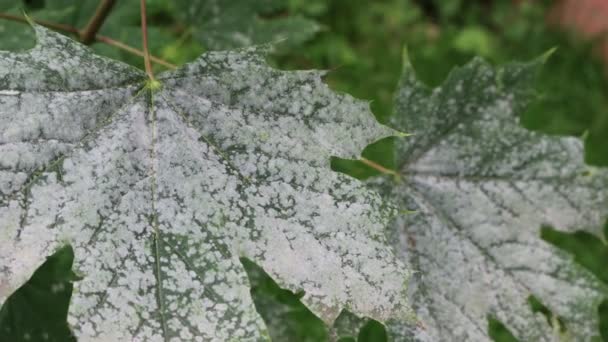 Enfermedad Hojas Verdes Manchas Grises Hojas Arce Árbol Jardín — Vídeos de Stock