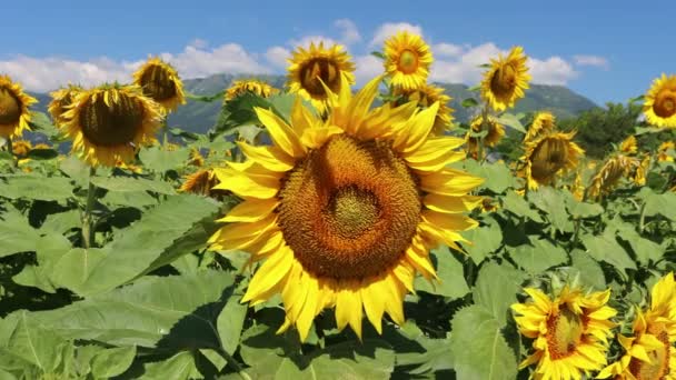 Sunflower Field Bloom Blue Sky Sunny Summer Day Helianthus Annuus — Stock Video