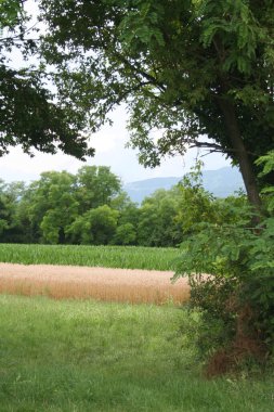 Yazın altın buğday tarlası ve yeşil mısır tarlası. Kuzey İtalya kırsalında tarım alanları