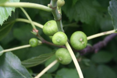 Dal üzerinde yeşil incir yetişiyor. Yazın incir ağacı. Ficus carica