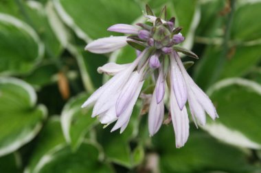 Hosta bitkisinin güzel soluk mor çiçekleri bahçede. Seçici odak noktasında Hosta çiçekleri