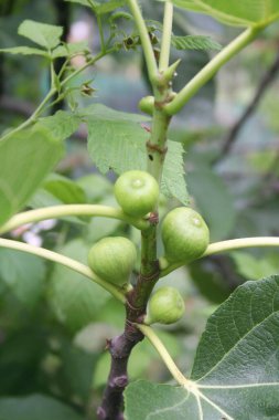 Dal üzerinde yeşil incir yetişiyor. Yazın incir ağacı. Ficus carica