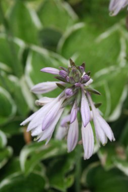 Hosta bitkisinin güzel soluk mor çiçekleri bahçede. Seçici odak noktasında Hosta çiçekleri