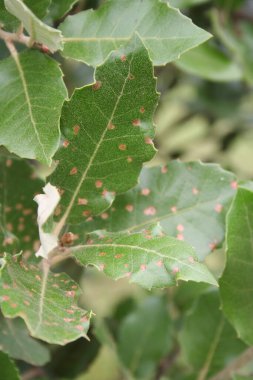 Laurel Leves 'de kahverengi lekeler var. Laurel Bush hastalıklı. Laurus nobilis