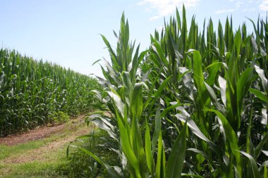 Güneşli bir günde tarlada yetişen yeşil mısır bitkileri. İtalya kırsalında mısır tarlası