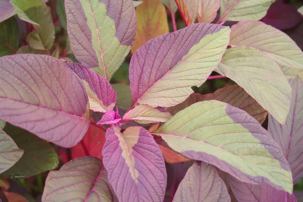 Amaranthus Vagy Amaranth Növények Területen Amaranthus Mező Nyáron — Stock Fotó