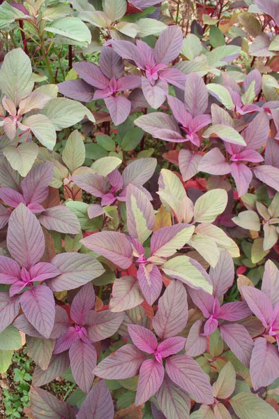 Amaranthus Або Amaranth Рослини Полі Амарантус Влітку — стокове фото