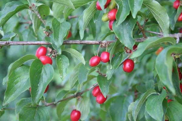 Röda Mogna Frukter Från Ett Korneliskt Körsbärsträd Trädgården Cornus Jul — Stockfoto