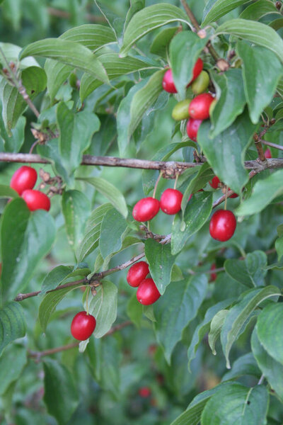 Red ripe fruits of a Cornelian cherry tree in the garden. Cornus mas on summer