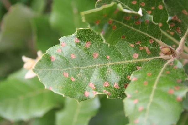 Brown Spots Laurel Leves Laurel Bush Disease Laurus Nobilis — Stock Photo, Image